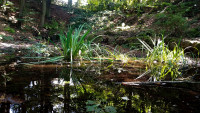 ZOOMokřadRokle, kde vznikne konstruovaný mokřad. Foto Adam Pluhař